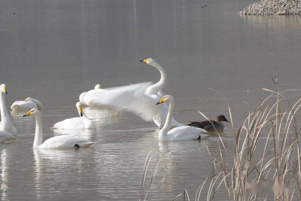 如胶似漆湖面嬉戏对对天鹅形影相随就能够发现大天鹅当只要顺着河流走
