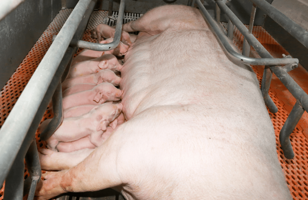 这一套营养设计方案助力降低造肉成本_母猪_扬翔_仔猪