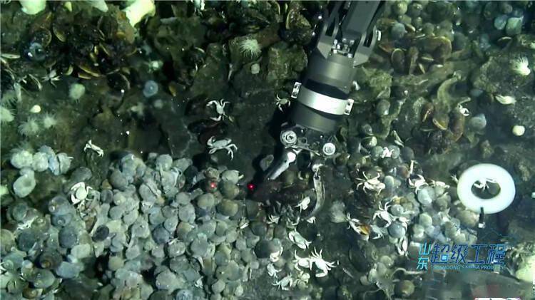 【星辰大海】探索深蓝奥秘！跟着“蛟龙号”去看“海底两万里”的神奇