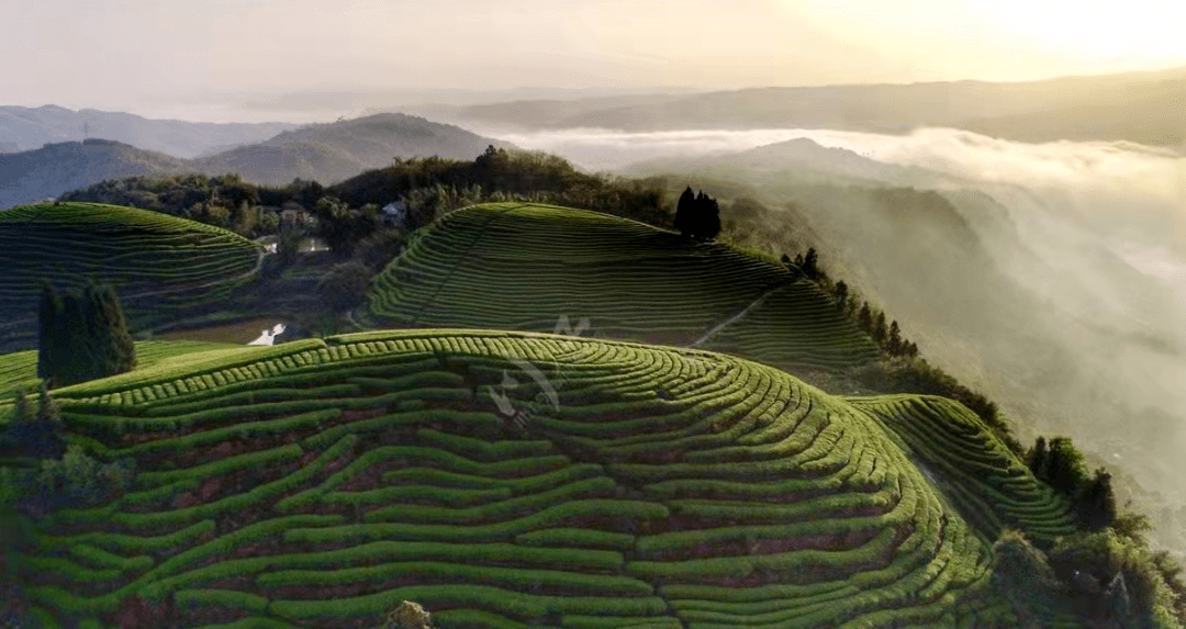 纳溪梅岭茶山公园图片