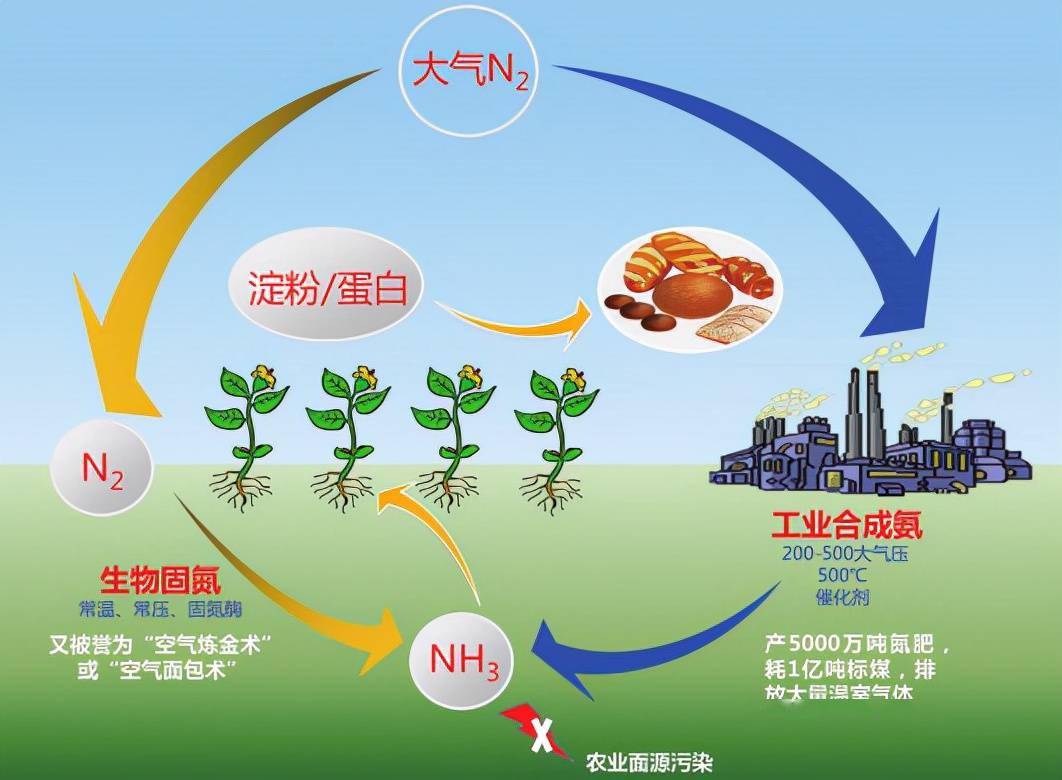 人工高效生物固氮技术潜力巨大_应用_农业_氮肥