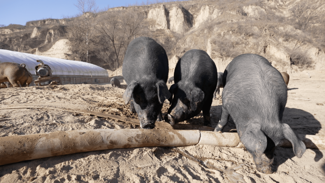 一名阿里员工决定去黄土高原养猪