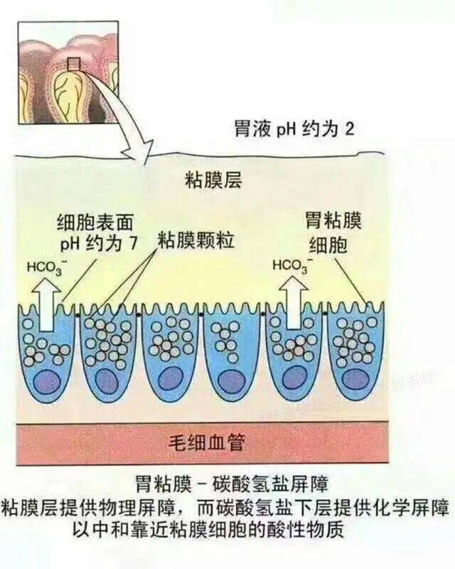 内脏黏膜保护作用及胃蛋白酶分泌的调节