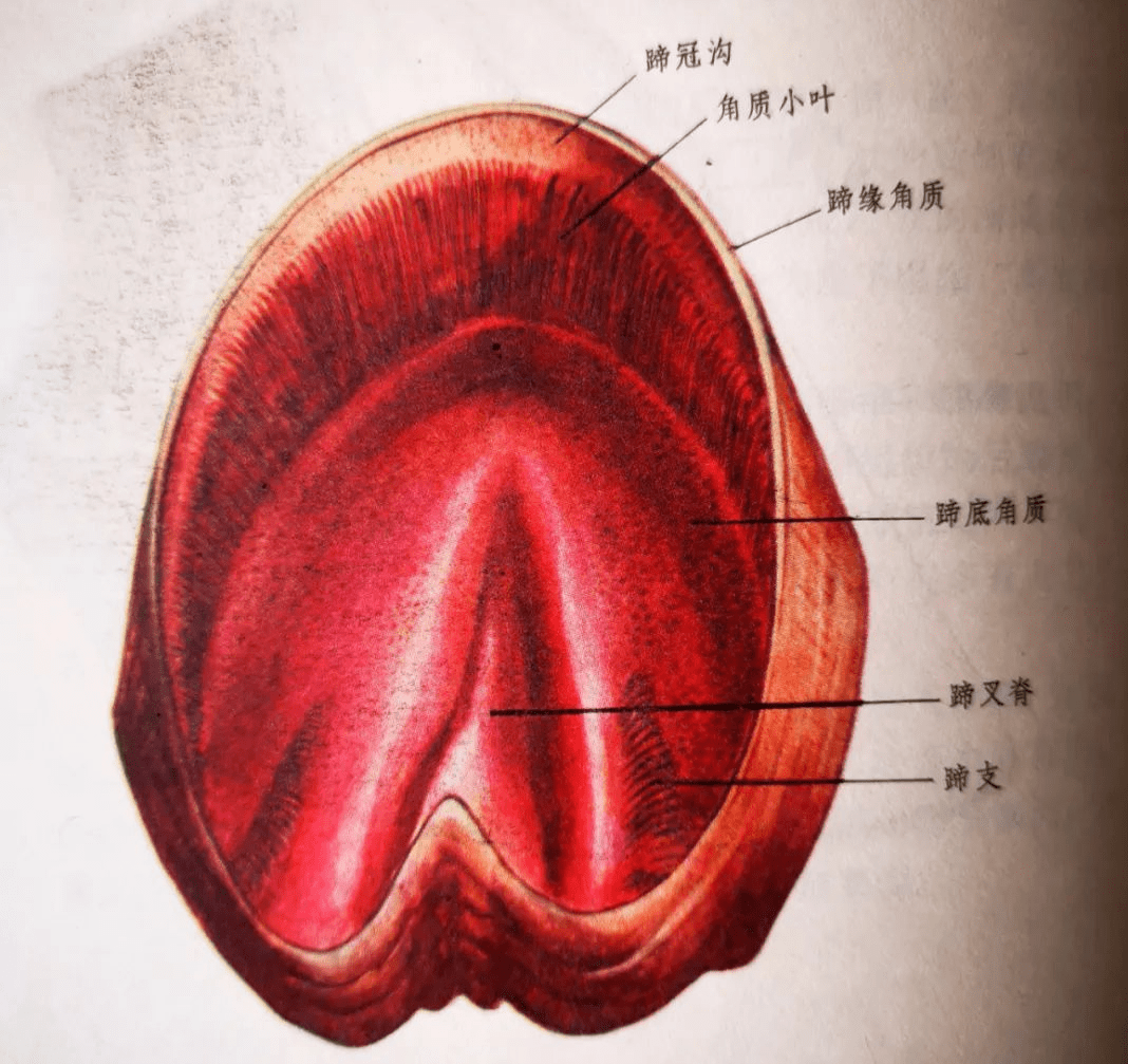 马蹄结构图片图图片