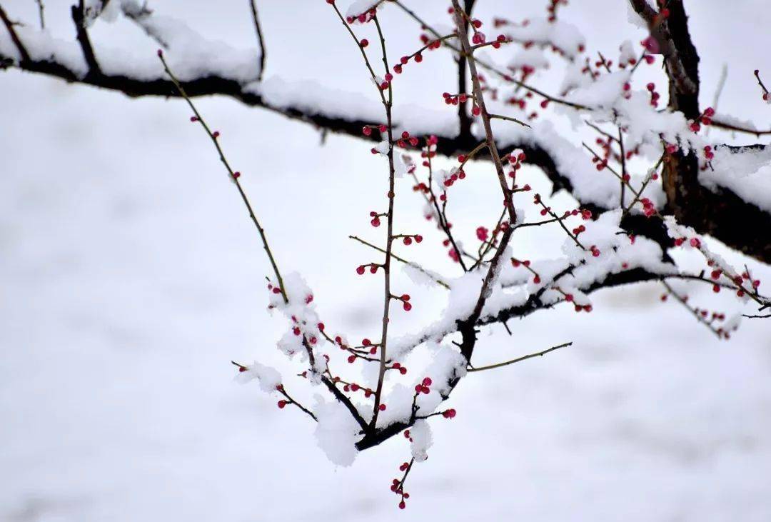 大寒雪中梅傲雪凌霜