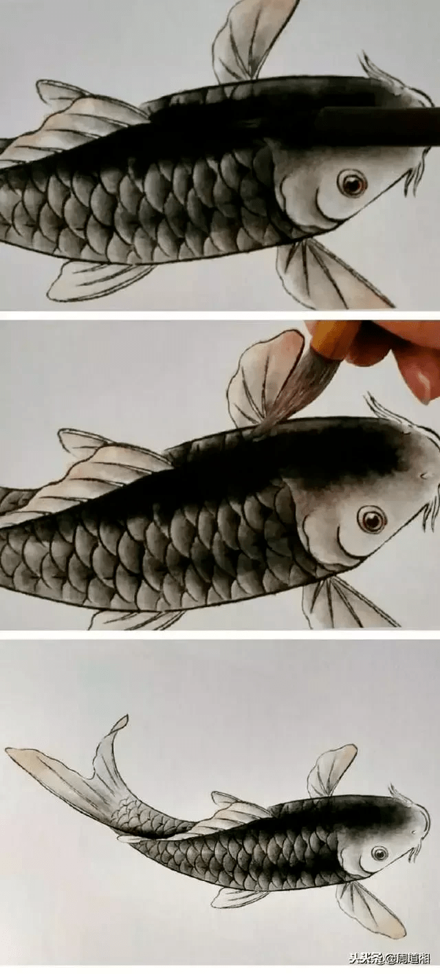 鲤鱼的工笔渲染技法,建议收藏!_染色_颜色_画面
