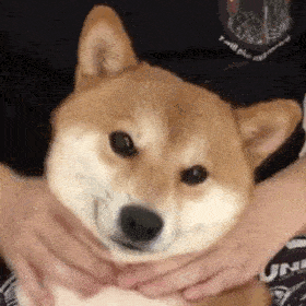 574b178681e04617bfbb8c2f2ba4eae9.gif