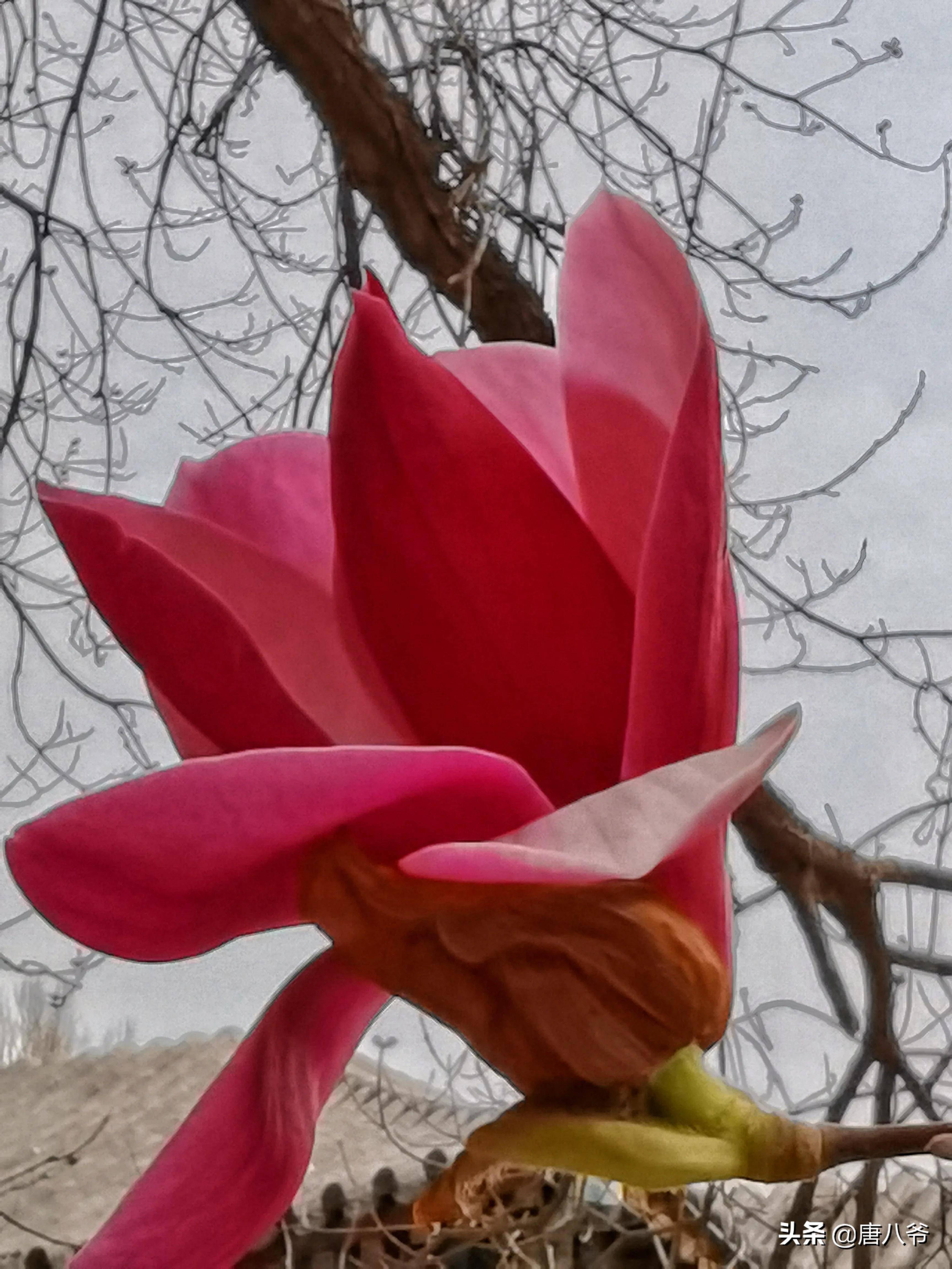 玉兰花开在初春时节 没有蝴蝶来飞舞 没有蜜蜂来唱歌 含笑 寒风 陪伴着