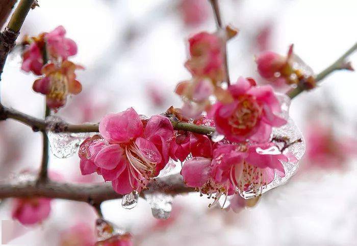 大寒雪中梅傲雪凌霜