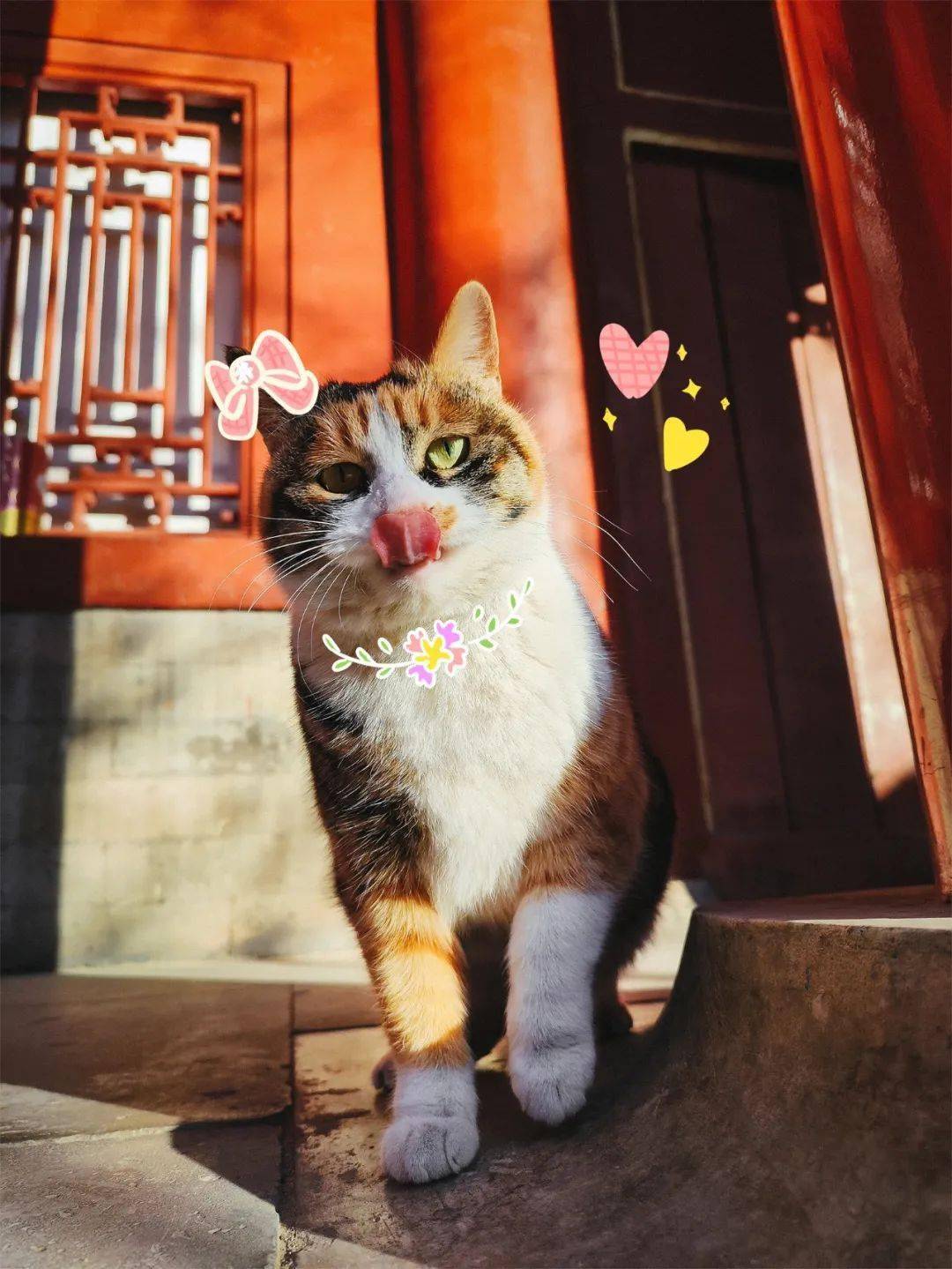 贺岁|顶流明星贺岁,送你全年表情包