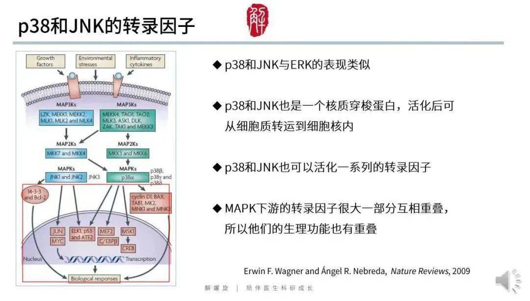 别再说师姐抠cns级高颜值爆款信号通路图100页不信你用不到