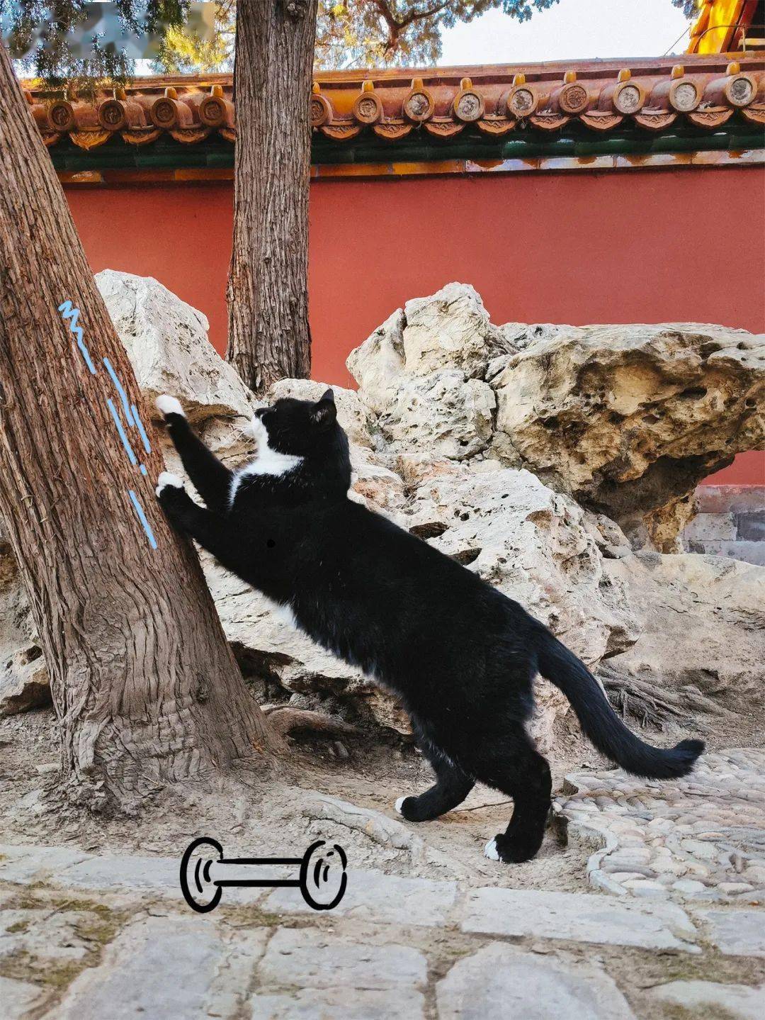 贺岁|顶流明星贺岁,送你全年表情包