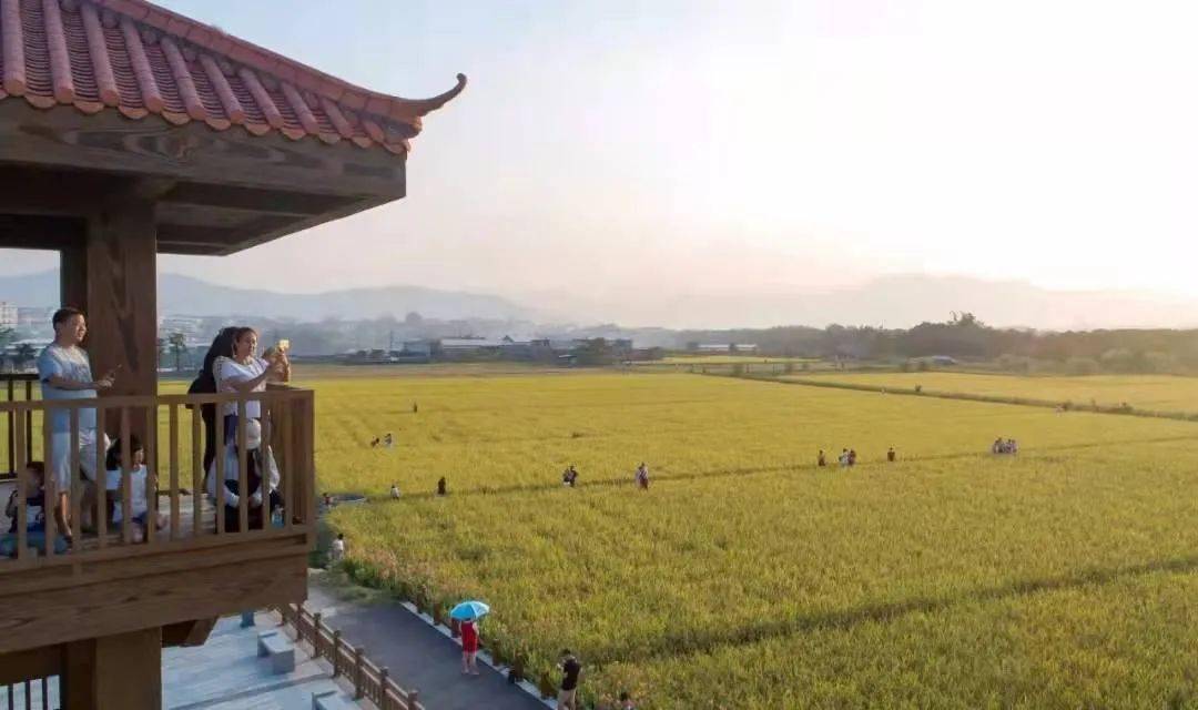 福虎迎春|2022年漳州水仙花 · 稻田文化季拉开帷幕!快去打卡