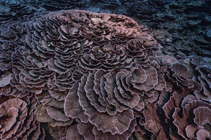 海底|南太平洋大溪地发现世界最大原始珊瑚礁，科学家惊叹难以置信