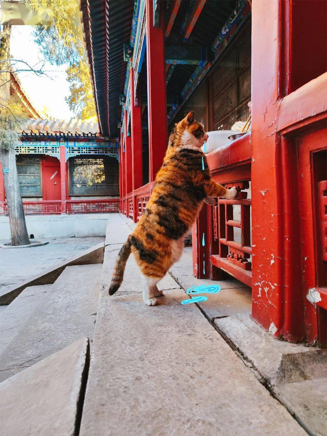 贺岁|顶流明星贺岁,送你全年表情包