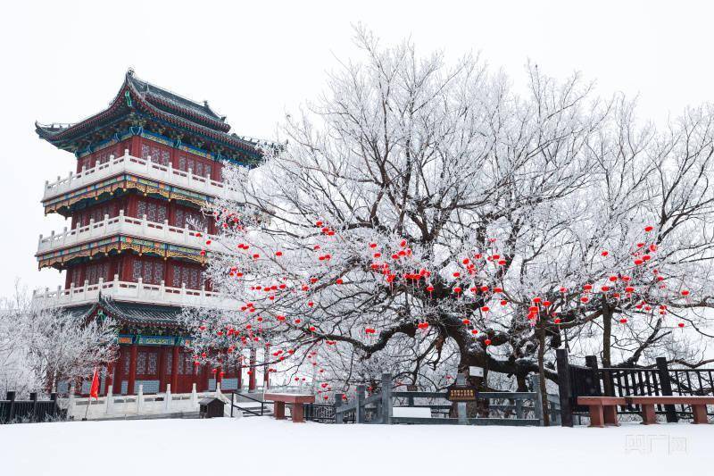 景区|玉树琼花！持续降雪后河南云台山出现雾凇景观