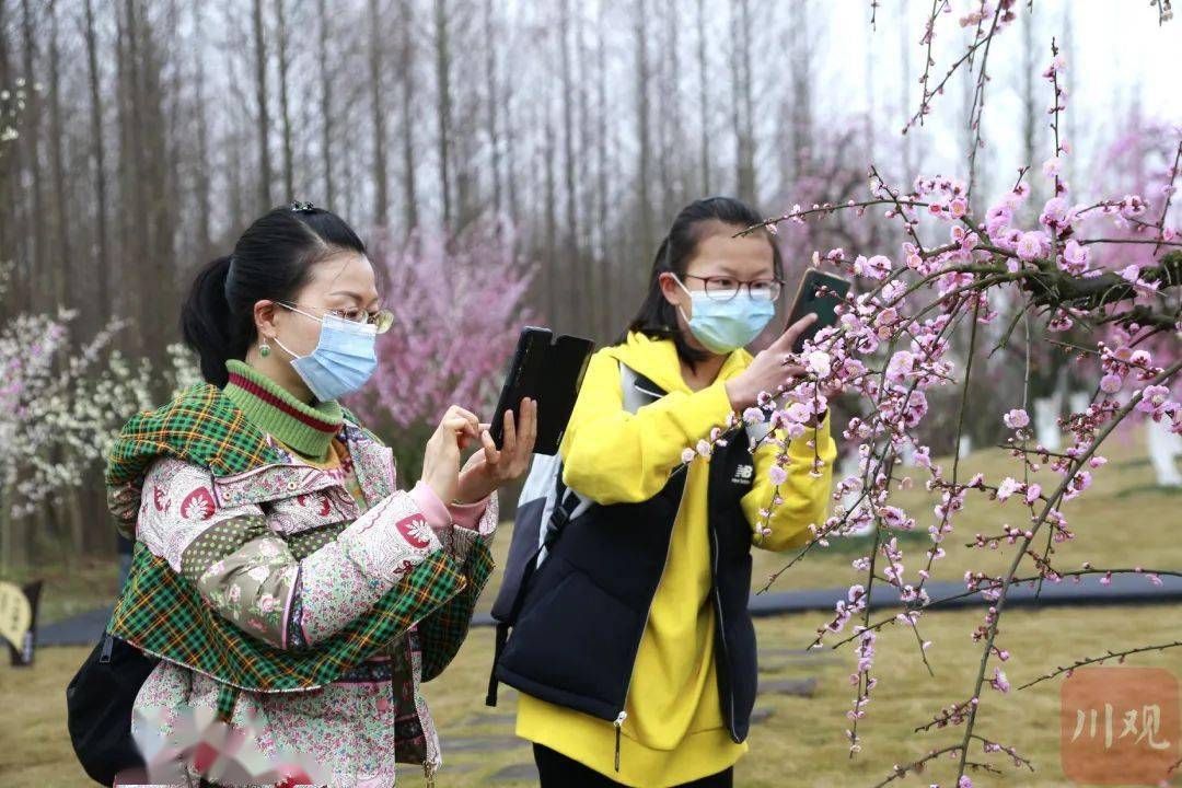 游乐|千亩梅花盛开！这一网红赏花地，今年新增大量停车位、游乐设施