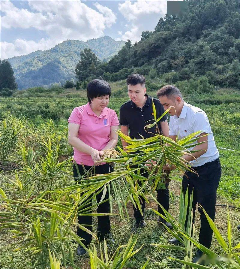 德保代表谈两会陆兰碧四个注重让农业成为带动乡村振兴的强大引擎