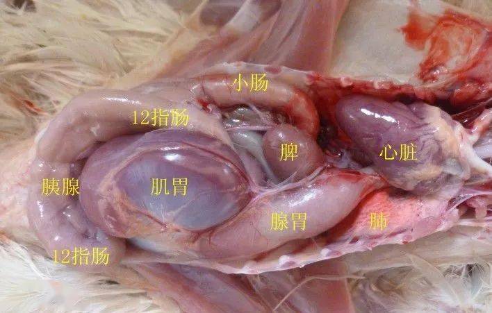 大肠杆菌感染,气囊轻度浑浊图15,俯视健康鸡的气囊薄而透明图14,常见
