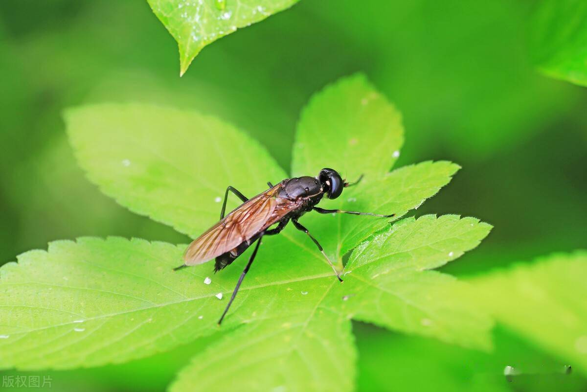 中国养殖业新举措引进黑水虻处理垃圾和粪便幼虫是高蛋白饲料
