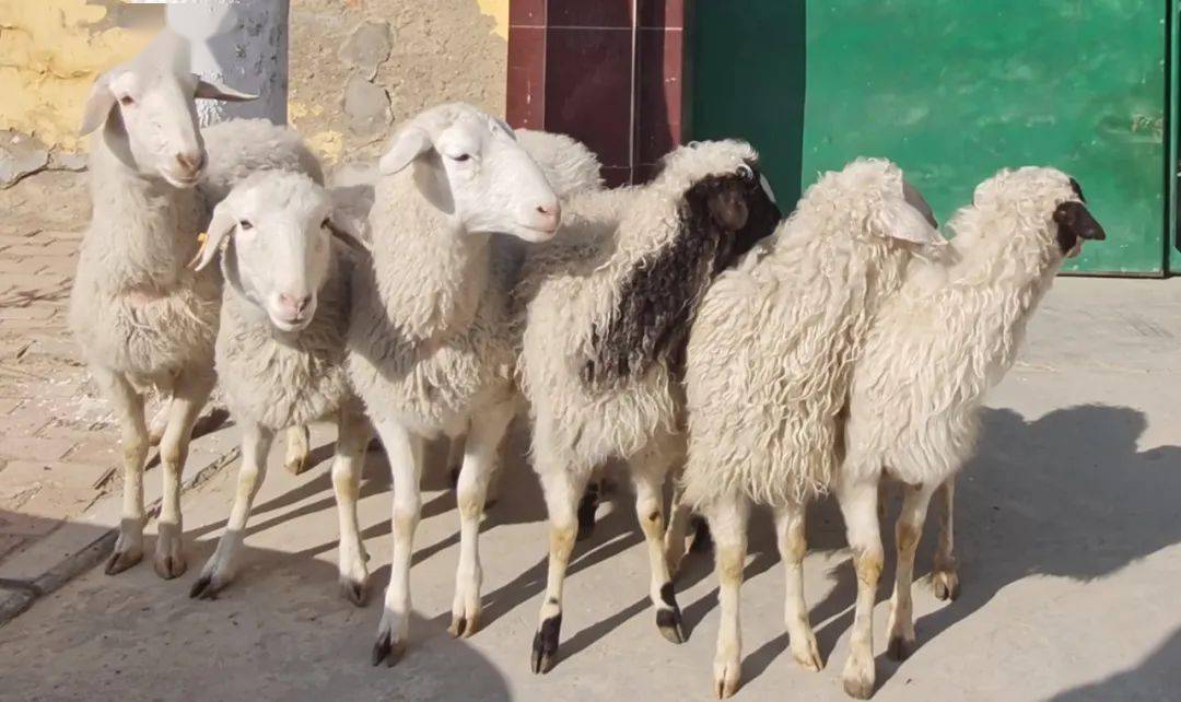 我为群众办实事1小时找回群众的6只羊警犬奥卡神助攻