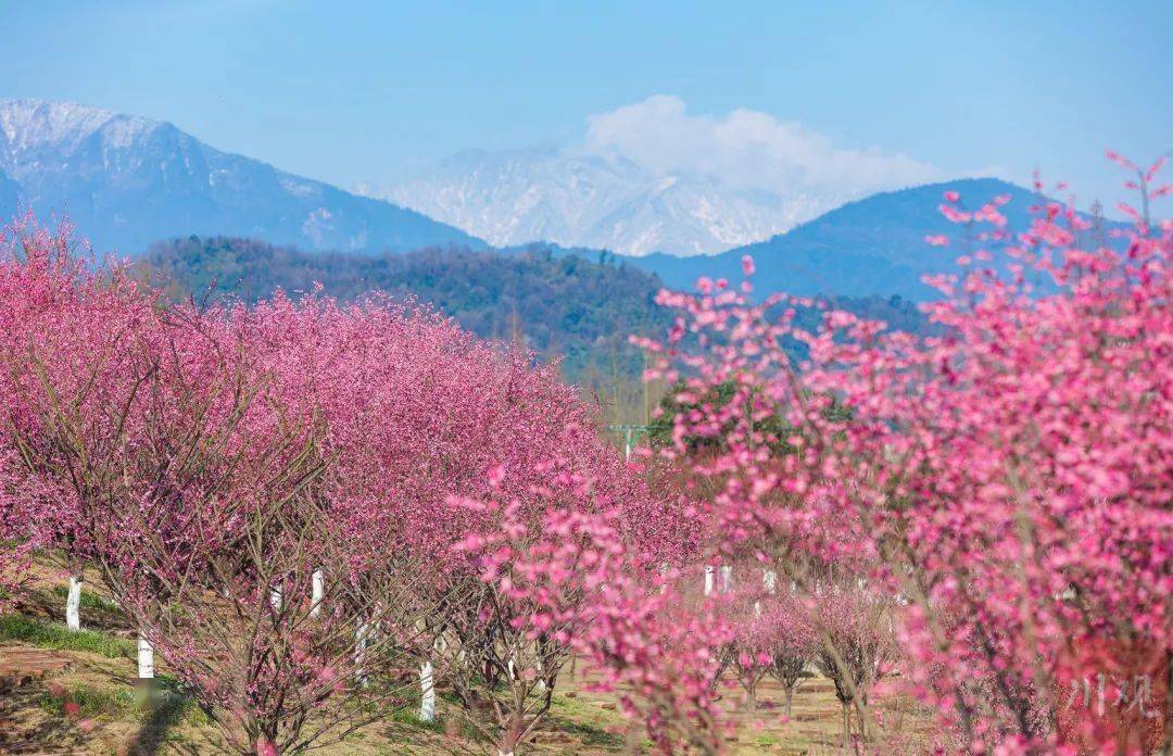 游乐|千亩梅花盛开！这一网红赏花地，今年新增大量停车位、游乐设施