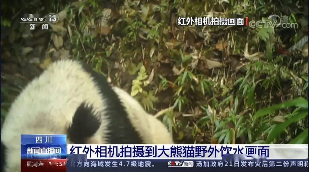 大熊猫|央视集中报道！都江堰红外相机拍摄到大熊猫野外饮水画面！