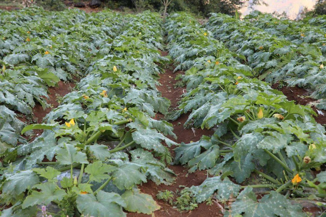 洼垤:西葫芦大量上市 农民收获满满_种植_洼垤乡_乡村