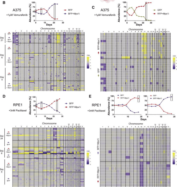 实验|《细胞》子刊：癌细胞“玩儿命”耐药！冷泉港科学家发现，染色体不稳定性对癌细胞有害，但也会促进癌症获得耐药性丨科学大发现