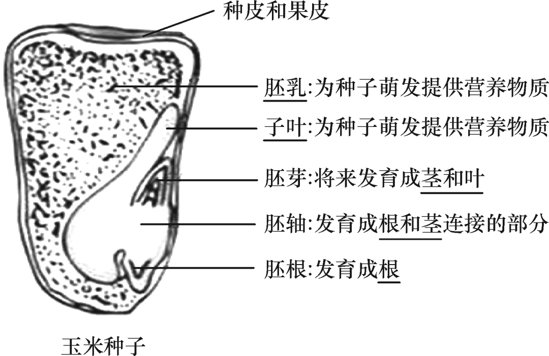 菜豆和玉米种子的结构4草履虫的结构3动植物细胞的结构和功能2显微镜