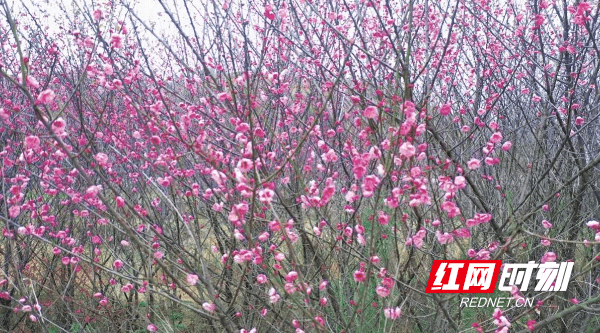 新田县|新春走基层丨新田：腊梅凌寒“俏”立喜迎春