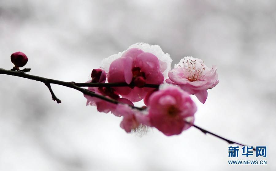 梅花|湖北保康：雪后梅花美如画