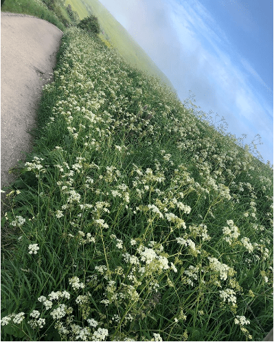 美得|她让陶瓷开花，细节美得无以复加