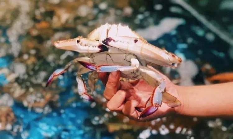 梭子蟹多少钱一只盒马 77d1e285f7e743d08927f4aa60ad008a.jpeg