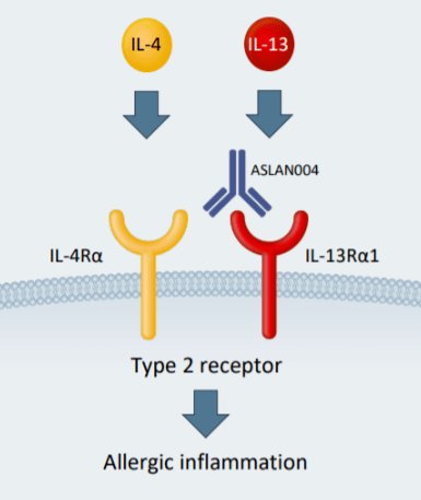 首创il13rα1靶向单抗eblasakimab阻断2型受体提供差异化治疗选择