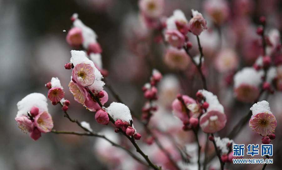 梅花|湖北保康：雪后梅花美如画