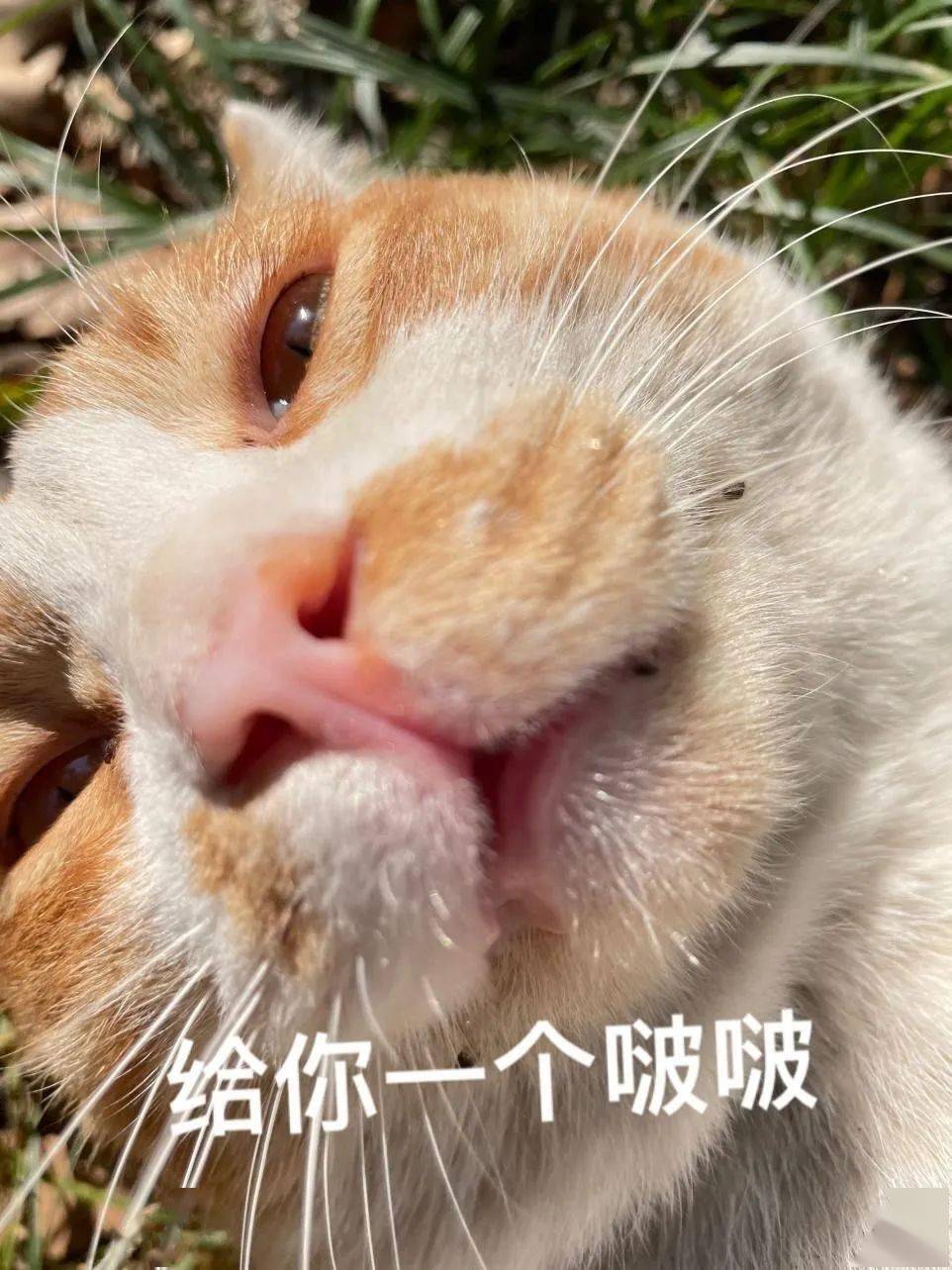 "喵能想到最浪漫的事,就是干饭和晒太阳"热爱蹲着睡觉各式表情包贡献