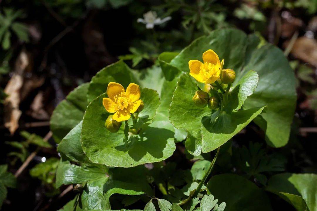 藍色|《鼴鼠的故事》| 影片里的植物世界