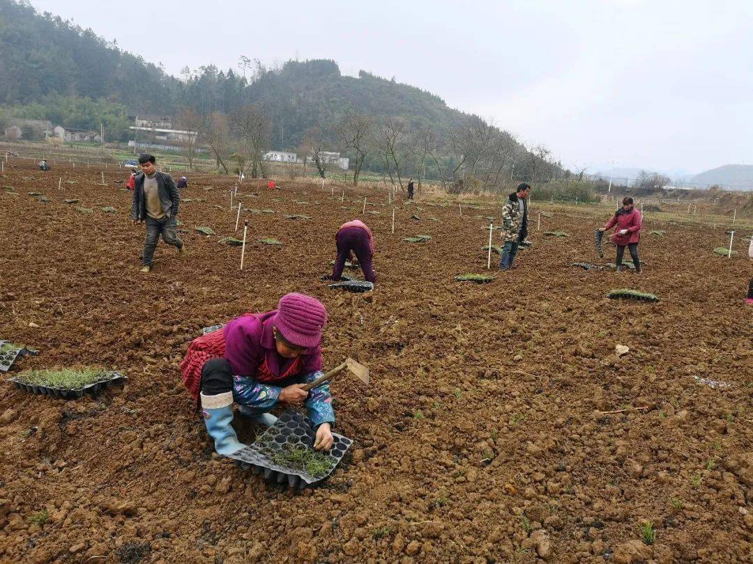 "我已经来这做了4天工了,一天手脚利索的话可以移栽80盘左右的韭菜苗