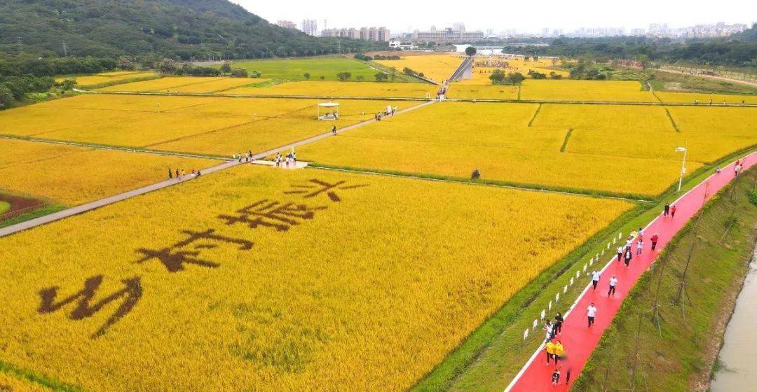 从化艾米稻香小镇图片图片