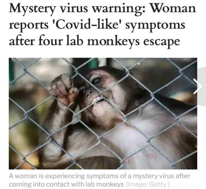 美国实验室猴子逃跑图片