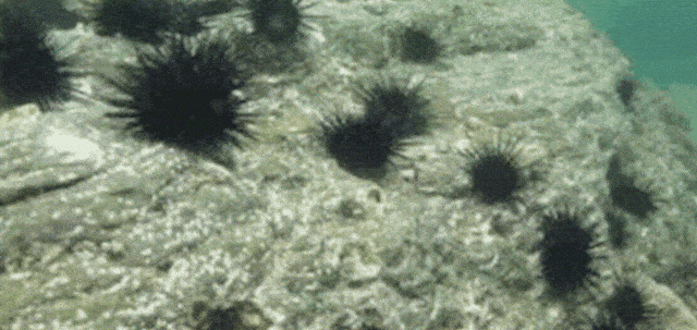 气雾|改善喉咙不适 清润咽沛珠