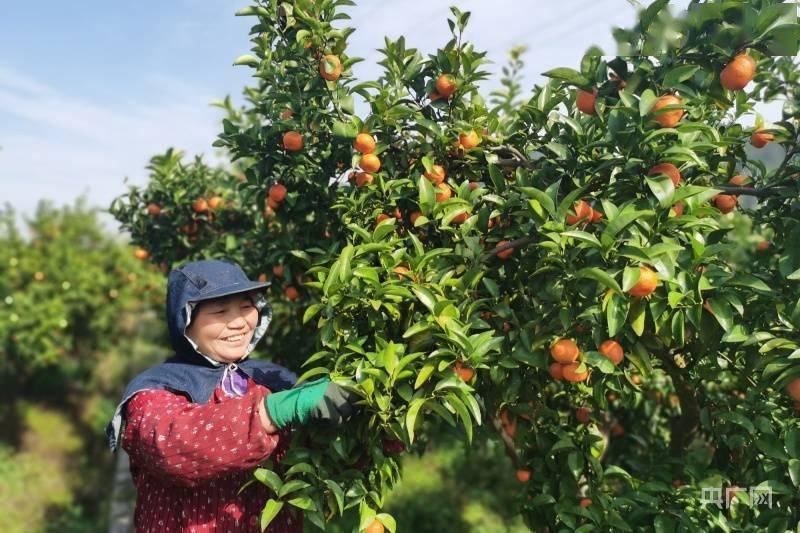 游客|贵州思南：种植砂糖柑橘 谱乡村产业新曲