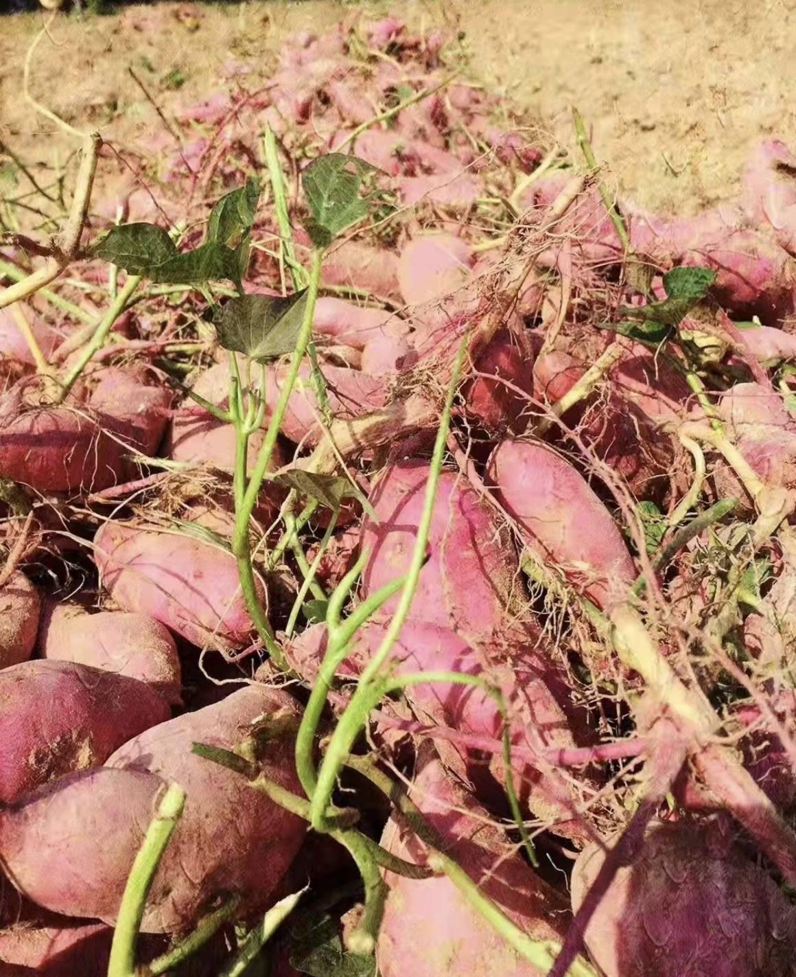 阳江北桂园500亩"红蜜薯"七成产品销往珠三角_种植_桂村_村民