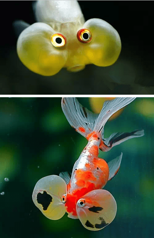 尽管存在一些误解,水泡眼金鱼仍受到众多爱好者的喜爱