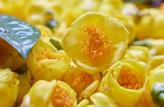 广西钦州金花绽放喜富民