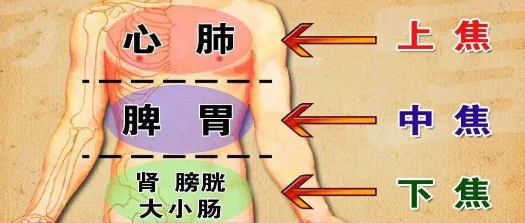 背不好,难长寿!养背常做五个动作,补阳气、护五脏,很简单!(动图教学)_背部_身体_委中