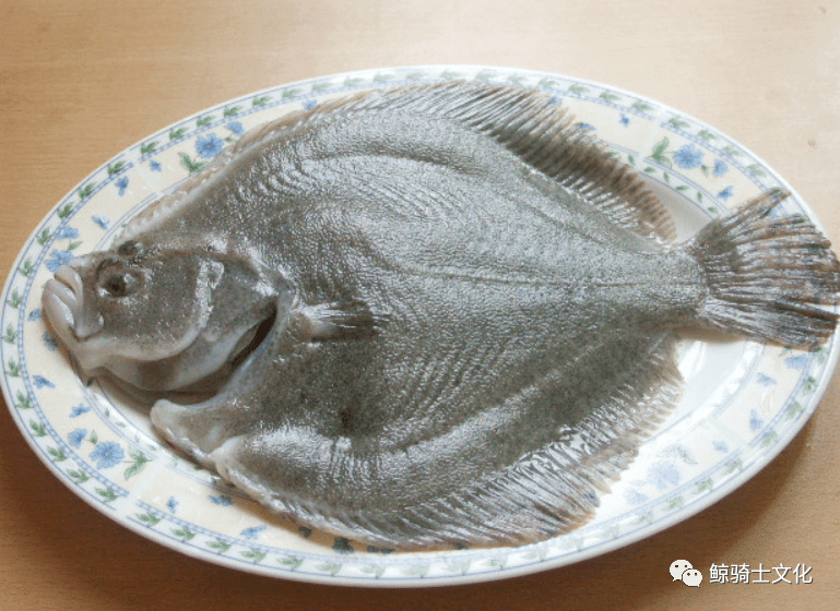 欧洲名贵的 海中雉鸡 多宝鱼 国内养殖后飞入寻常百姓家 雷霁霖 中国 背鳍