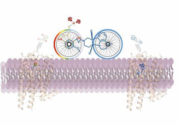 神奇蘑菇里的天然致幻剂有潜能，经改造后可以快速抗抑郁