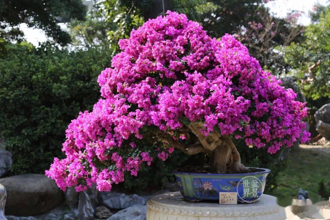 紫气东来_cm_作品_紫藤